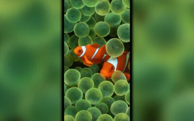iOS 16, Steve Jobs’a ve orijinal iPhone’a inanılmaz bir övgü içeriyor