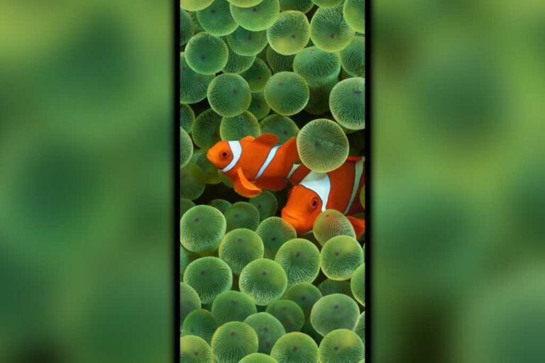 iOS 16, Steve Jobs’a ve orijinal iPhone’a inanılmaz bir övgü içeriyor