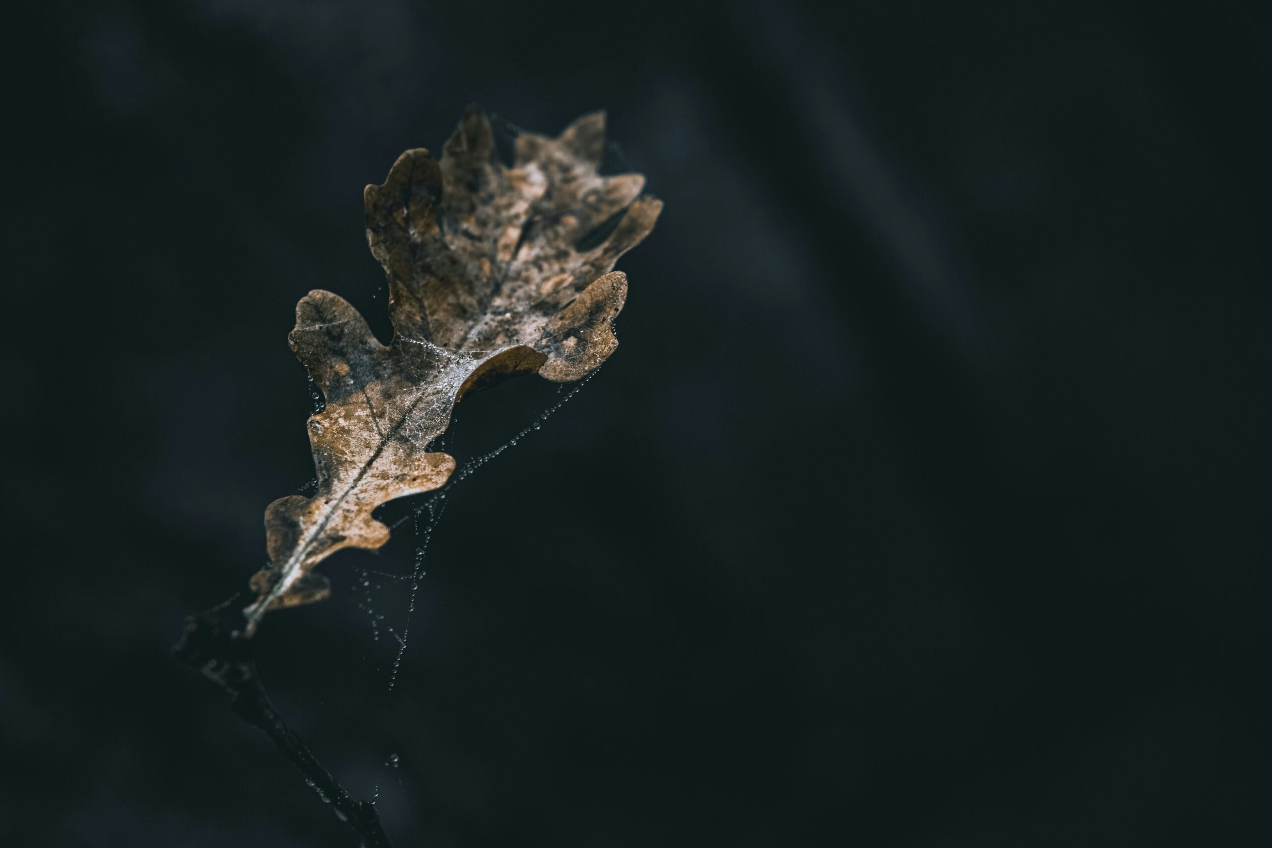 iPhone 18 Pro Sızıntısı: Dark Web'de Yeni Görseller 3 iPhone 18 Pro sızıntısı